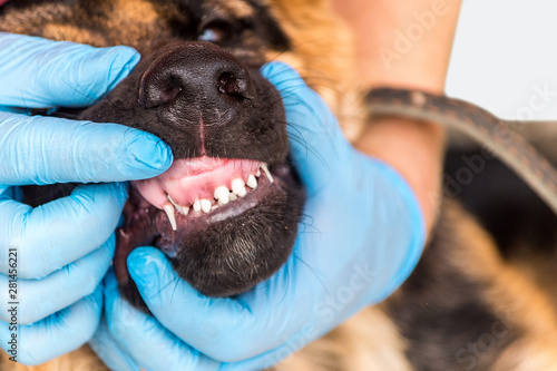 Veterinary doctor in gloves checks in children's milk teeth of a young German shepherd puppy. Dog at the doctor's office. Dental care, brushing of teeth, care animal. isolated. Copy space