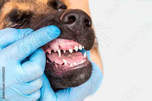 Veterinary doctor in gloves checks in children's milk teeth of a young German shepherd puppy. Dog at the doctor's office. Dental care, brushing of teeth, care animal. isolated. Copy space