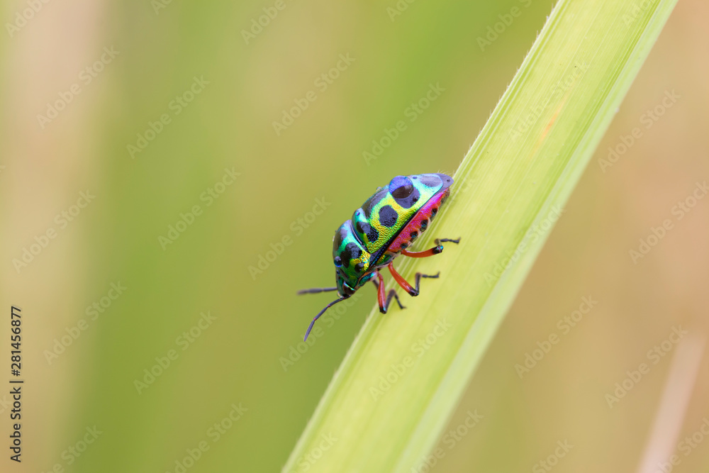 Fototapeta premium Jewel bug (Chrysocoris stollii) Beetle, Shield bug which belong to the Scutelleridae family and are actually true bug.They are often brilliantly colored, exhibiting a wide range of iridescent metallic