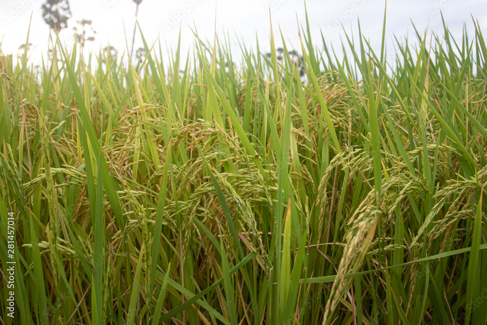 Close up of paddy rice plant. Agriculture season of Thailand Close up of paddy rice plant. Agriculture season of Thailand
