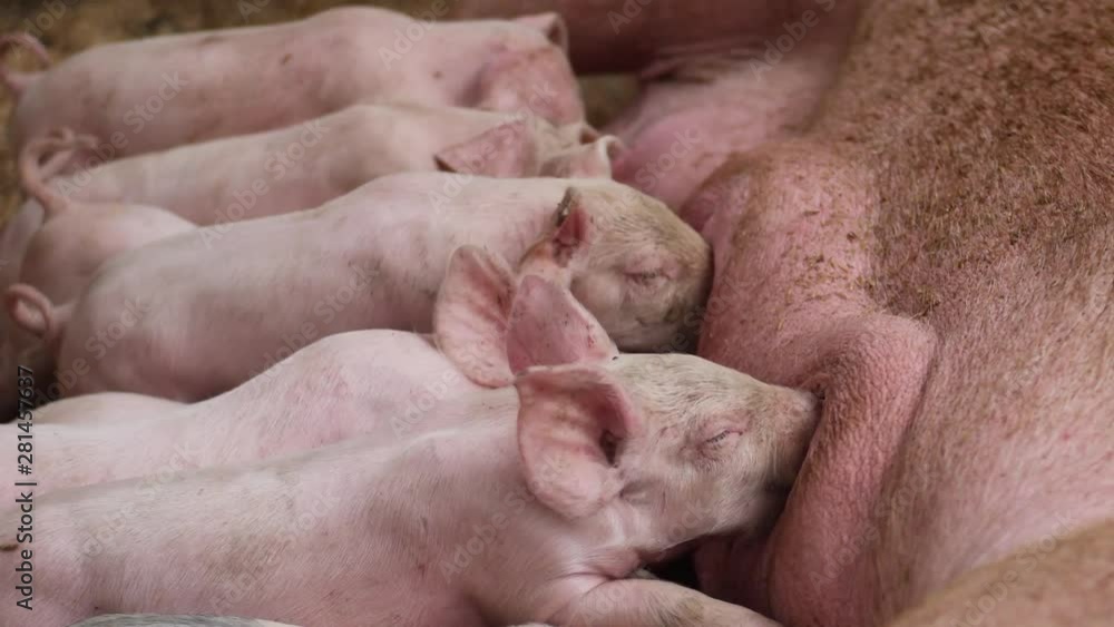 A big group of piglets are feeding milk from their mother inside a dirty pig pen on a farm in Bali, Indonesia. A big group of piglets are feeding milk from their mother inside a dirty pig pen on a farm in Bali, Indonesia.