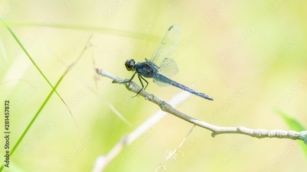 A dragonfly sits on a twig at Kenilworth Aquatic Gardens in Washington, DC. A dragonfly sits on a twig at Kenilworth Aquatic Gardens in Washington, DC.