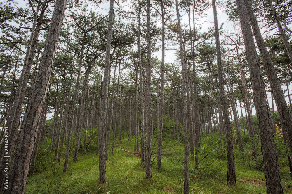 Obraz premium green forest in summer time