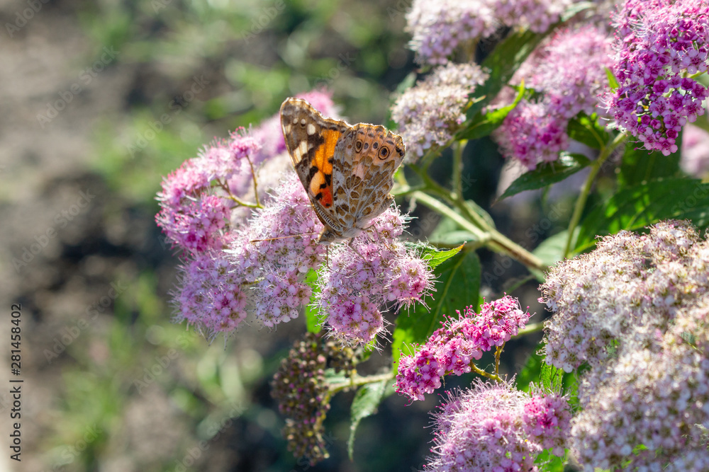 Colorful butterfly feeding on the flower close up selective focus Colorful butterfly feeding on the flower close up selective focus
