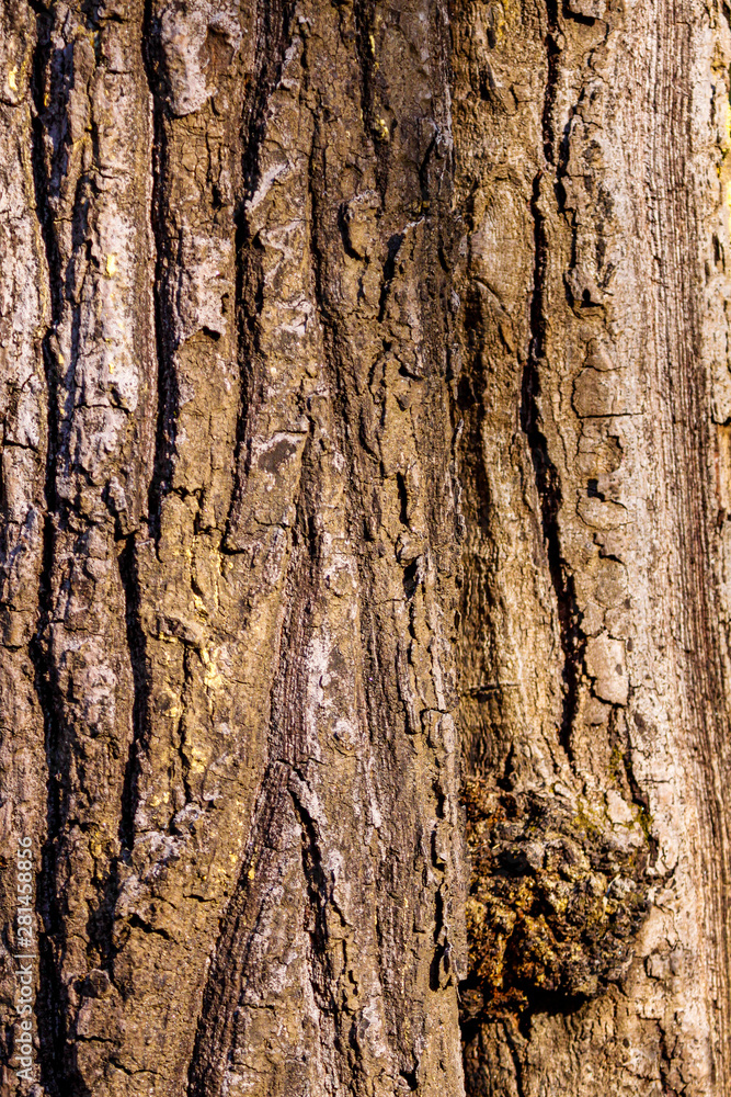 Fototapeta premium Tree bark