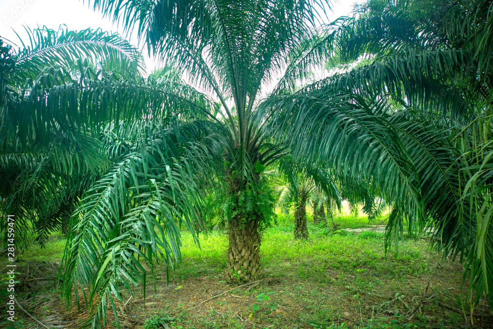 The palm oil field in Thailand The palm oil field in Thailand