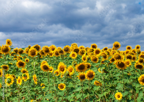 sunflower  flower  floral  sun  beauty  bright  field  green  growth  leaf  meadow  sky  summer  sunny  yellow  agriculture  background  beautiful  blossom  landscape  nature  plant  rural  blue  morn