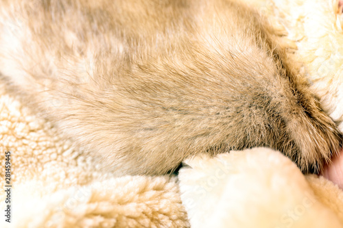Close up fragment of a brown colored artificial fur texture