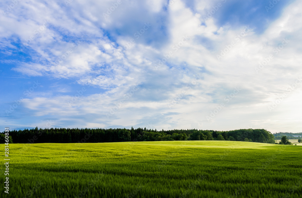 Freshly green field with blue sky and clouds in background