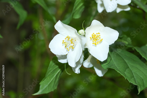 Blüten des Pfeifenstrauches, Falscher Jasmin, Philadelphus inodorns