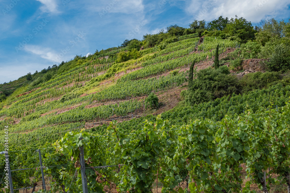 Weinberge an der Mosel, Vineyards on the Moselle