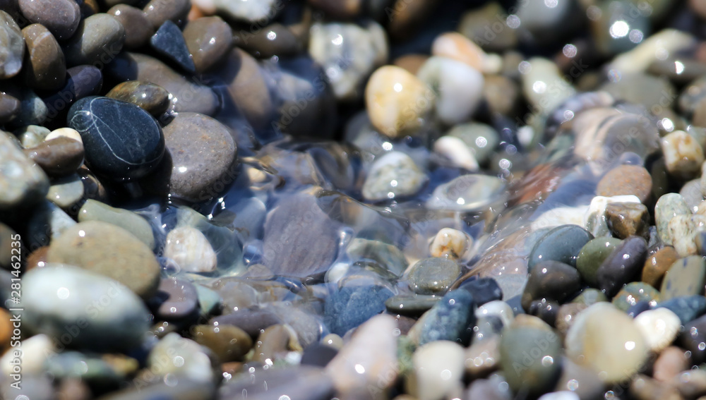 Jellyfish in the stones by the sea Jellyfish in the stones by the sea