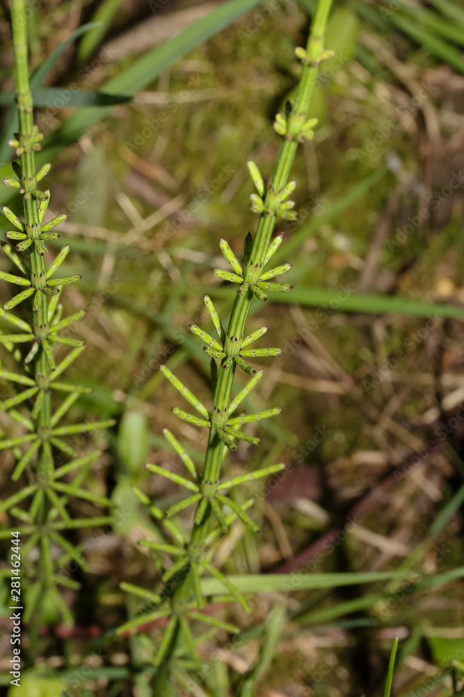 Junger Schachtelhalm im Frühling, Equisetum fluviatile Junger Schachtelhalm im Frühling, Equisetum fluviatile