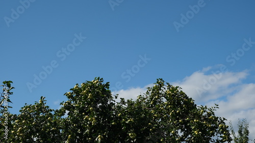 apples on the branches of an apple tree