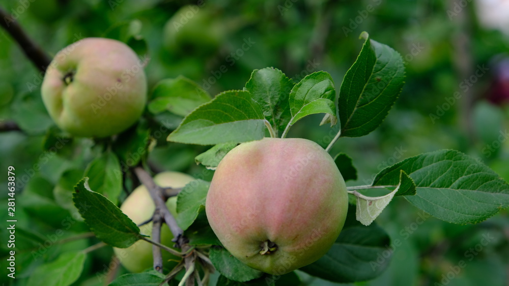apples on the branches of an apple tree apples on the branches of an apple tree