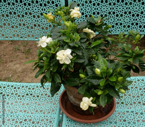 Gardenia fiorita su sedie di metallo verde nel giardino di casa