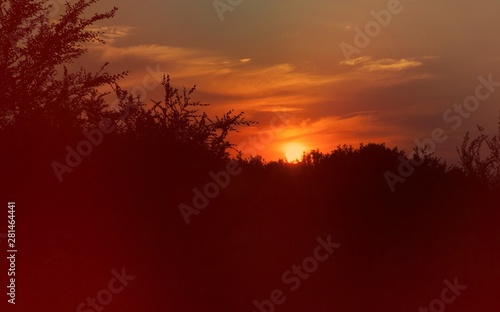 sunset in forest