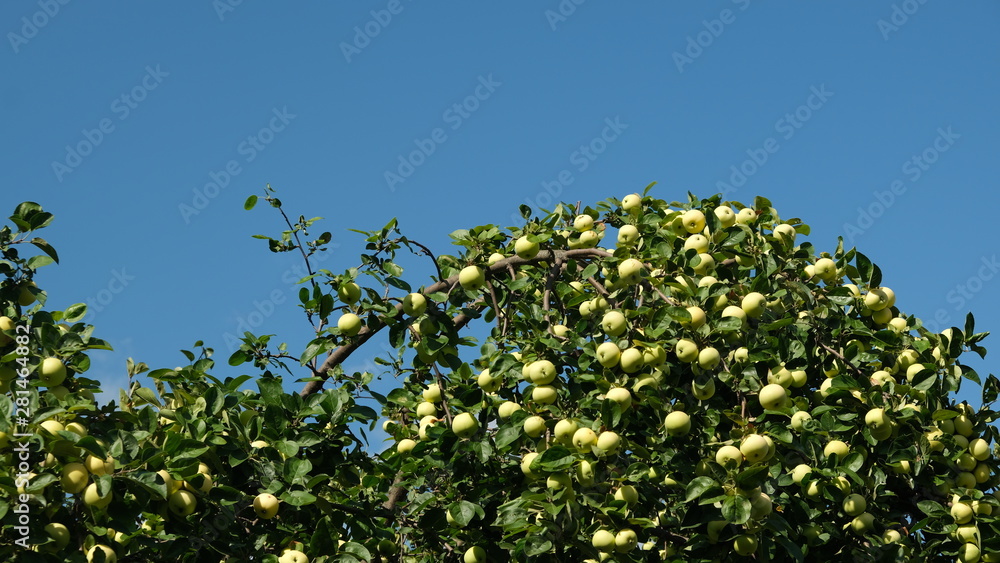 apples on the branches of an apple tree