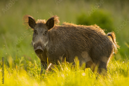 Female Wild boar (Sus scrofa)