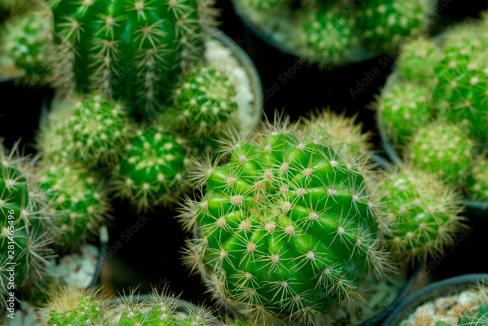 Close-up cactus plants in a pots. Close-up cactus plants in a pots.