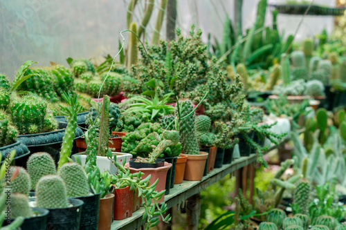 Various types beautifier cactus plants in a pots arranged in the garden.