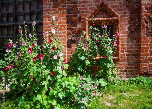 Fototapeta Naklejka Na Ścianę i Meble -  These unpretentious flowers, usually planted on the plots of private houses, immediately turn the architectural monument into a cozy dwelling.