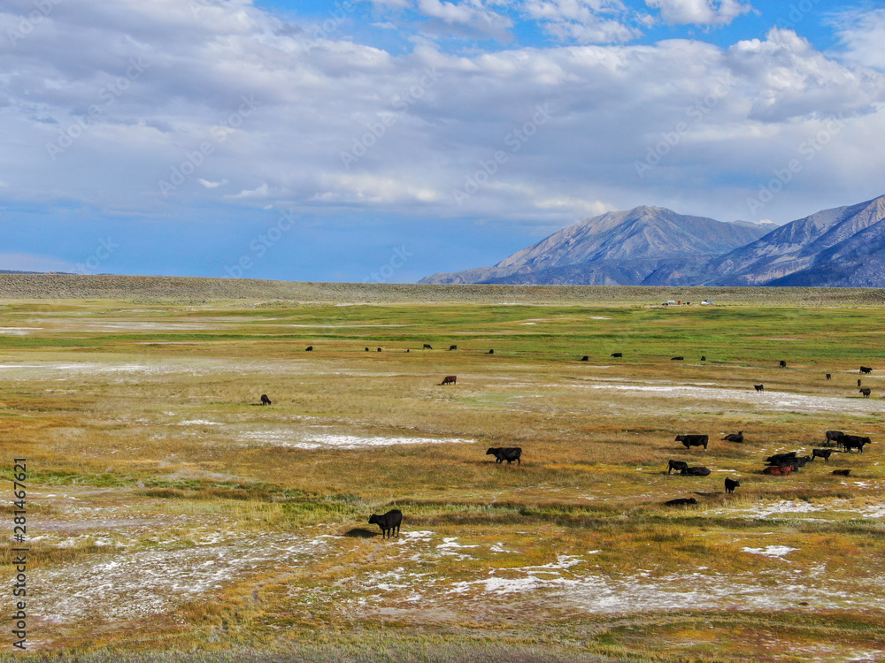 Obraz premium Aerial view of herd of cows in green meadow with mountain on the background. Cows cattle grazing on a mountain pasture next the Lake Crowley, Eastern Sierra, Mono County, California, USA. 