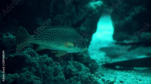 The fish swims between the corals from left to right. Calm underwater life.