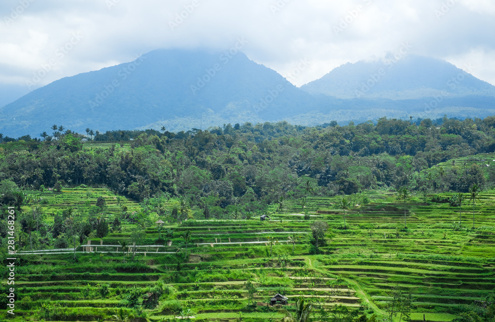 Terraces of rice fields on the background of mountains and jungles on the island of Bali