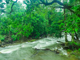 A long exposure image of flowing river inside a forest in Coorg district, Karnataka, India. The river is covered with trees and bushes. Green tint.