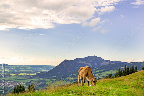 Kuh - Allgäu - Grünten - Alpen - Illertal © Dozey