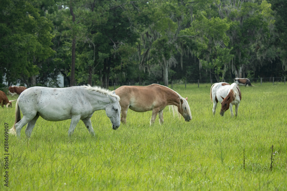 Horses grazing lush grass pasture Horses grazing lush grass pasture