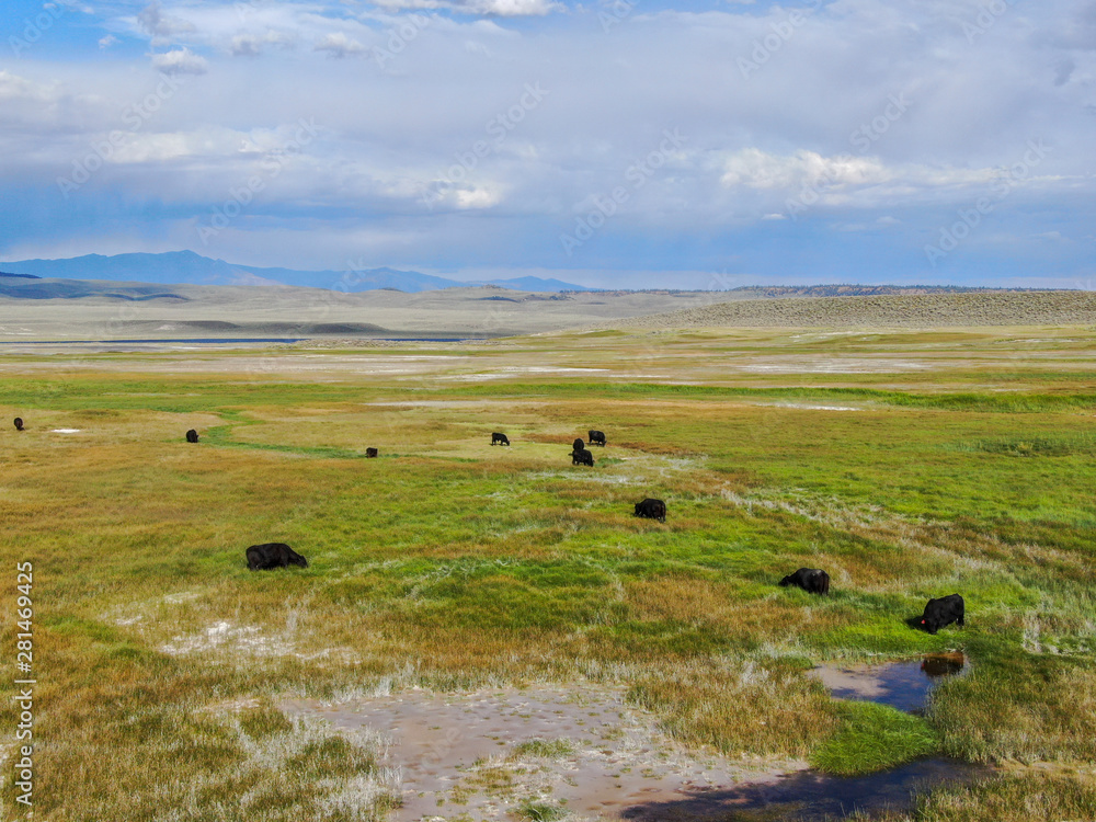 Obraz premium Aerial view of herd of cows in green meadow with mountain on the background. Cows cattle grazing on a mountain pasture next the Lake Crowley, Eastern Sierra, Mono County, California, USA. 