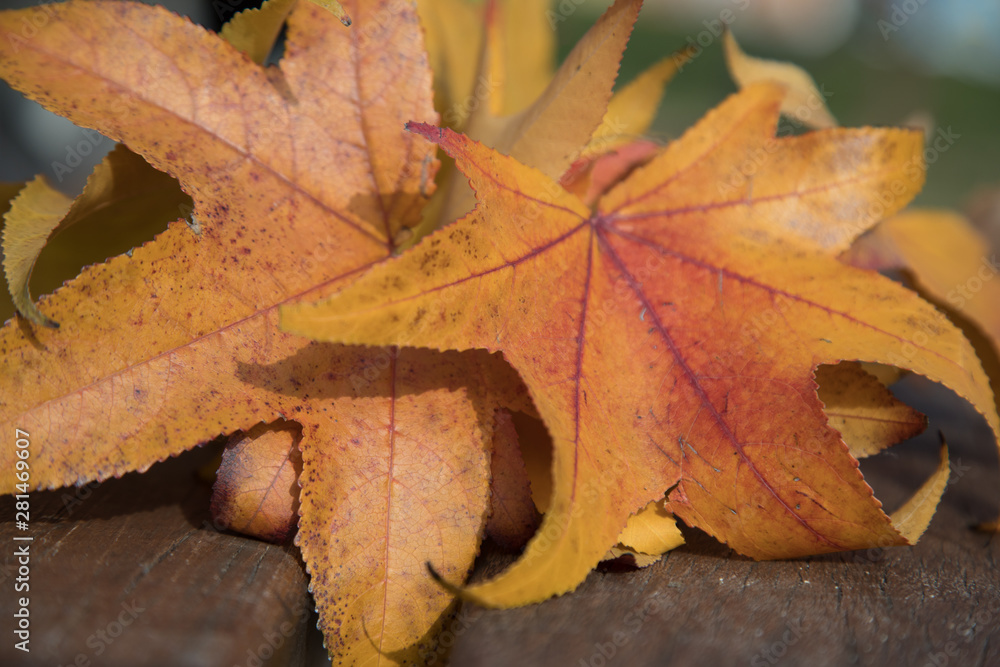 Close up of leaves. Autumn colors. 2 Close up of leaves. Autumn colors. 2