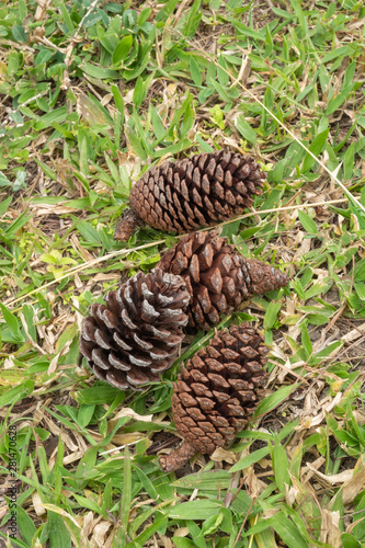 Pine cones on the green meadow floor