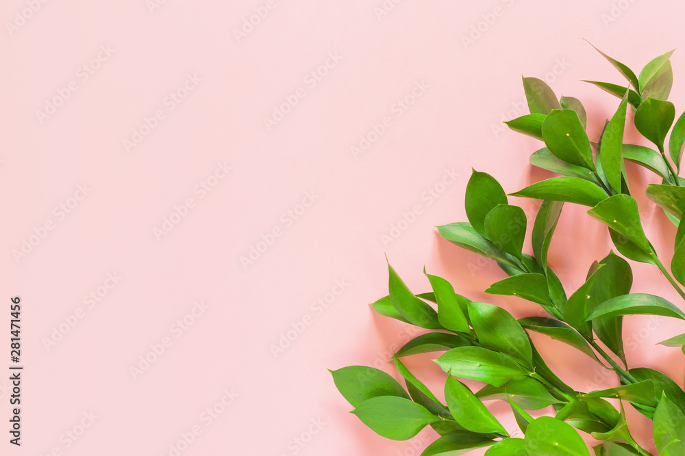 Green branches of ruscus on pink background. Flat lay, top view, copy space. Green branches of ruscus on pink background. Flat lay, top view, copy space.