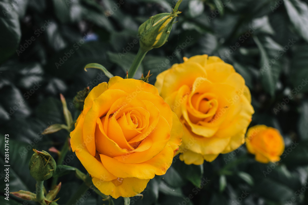 Blooming yellow rose. The garden in which the rose grows Blooming yellow rose. The garden in which the rose grows
