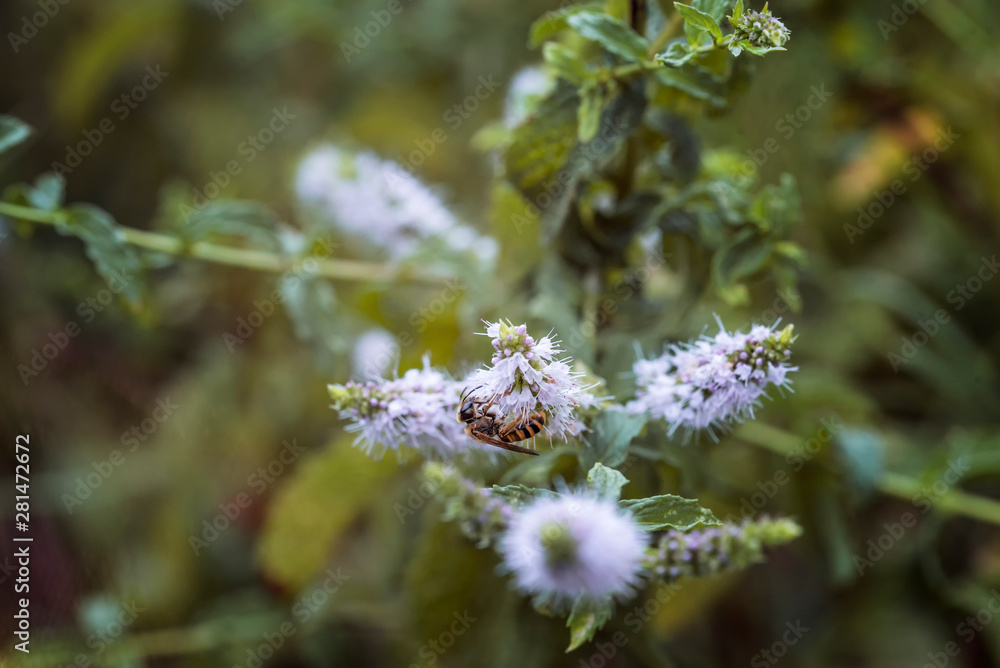Ape o vespa su fiori di menta bianchi Ape o vespa su fiori di menta bianchi
