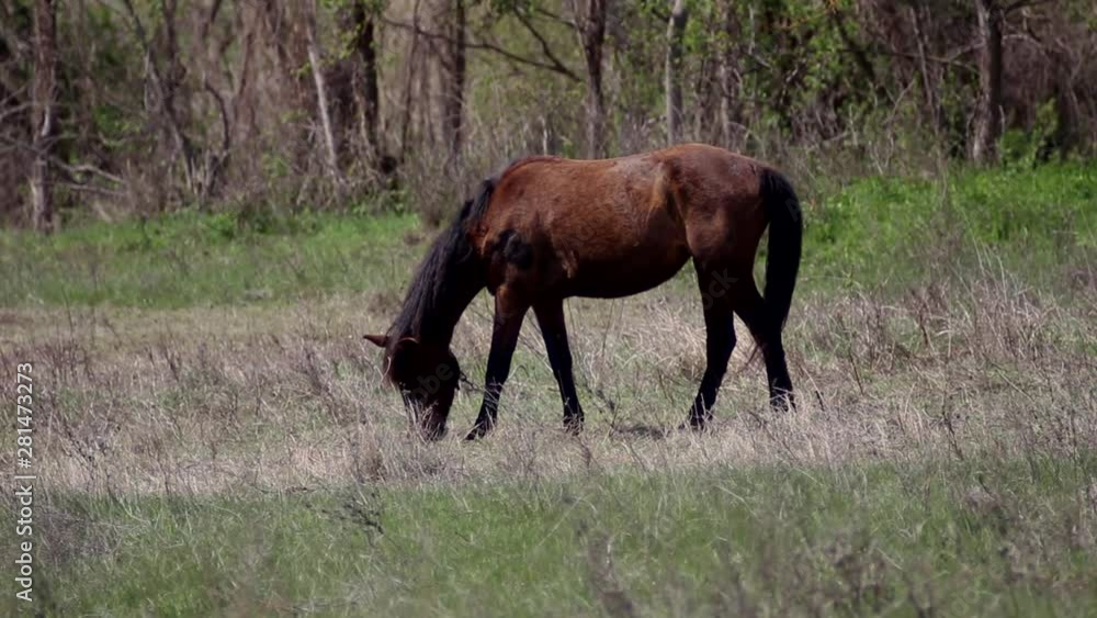 horse grazing on the field near the forest horse grazing on the field near the forest