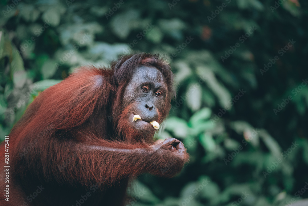 orang utan in the jungle eating banana