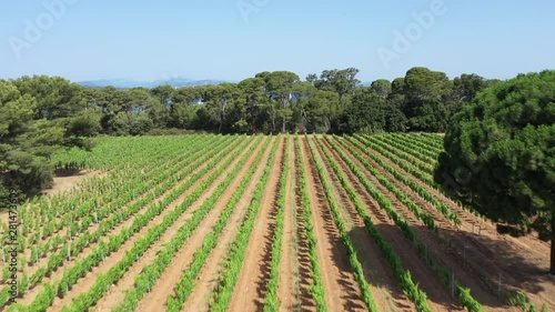 Aerial view of Porquerolles island in National park of Port Cros, view of  vineyard and Notre Dame Beach