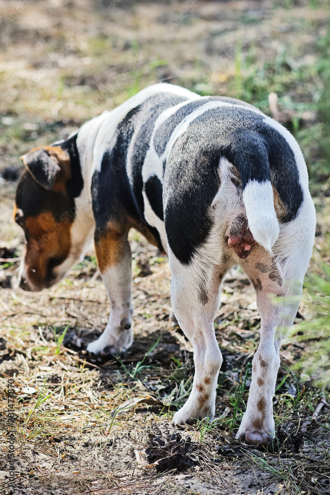 Jack Russell Terrier is walking in a park. Jack Russell Terrier is walking in a park.
