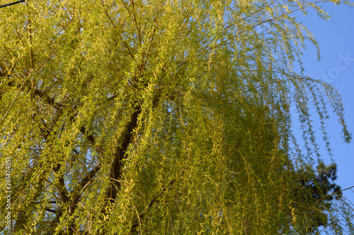 big weeping willow tree in bloom on blue sky, salix babylonica or babylon willow in early spring with light green spirally flowers