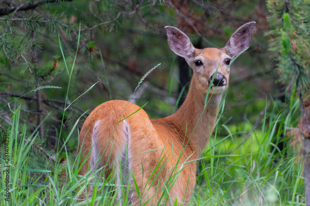 Doe in the Rocky Mountain woodlands