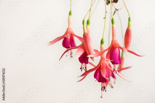 Fotografia Pink fuchsia (Fúchsia) flowers hang from branch on white background