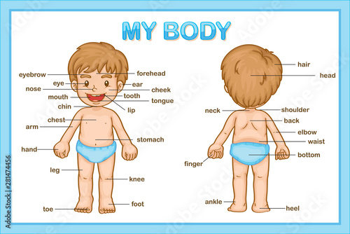 Scientific medical illustration of parts of the body