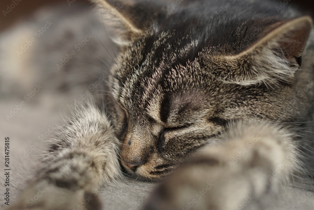 the cat is sleeping close up the cat is sleeping close up