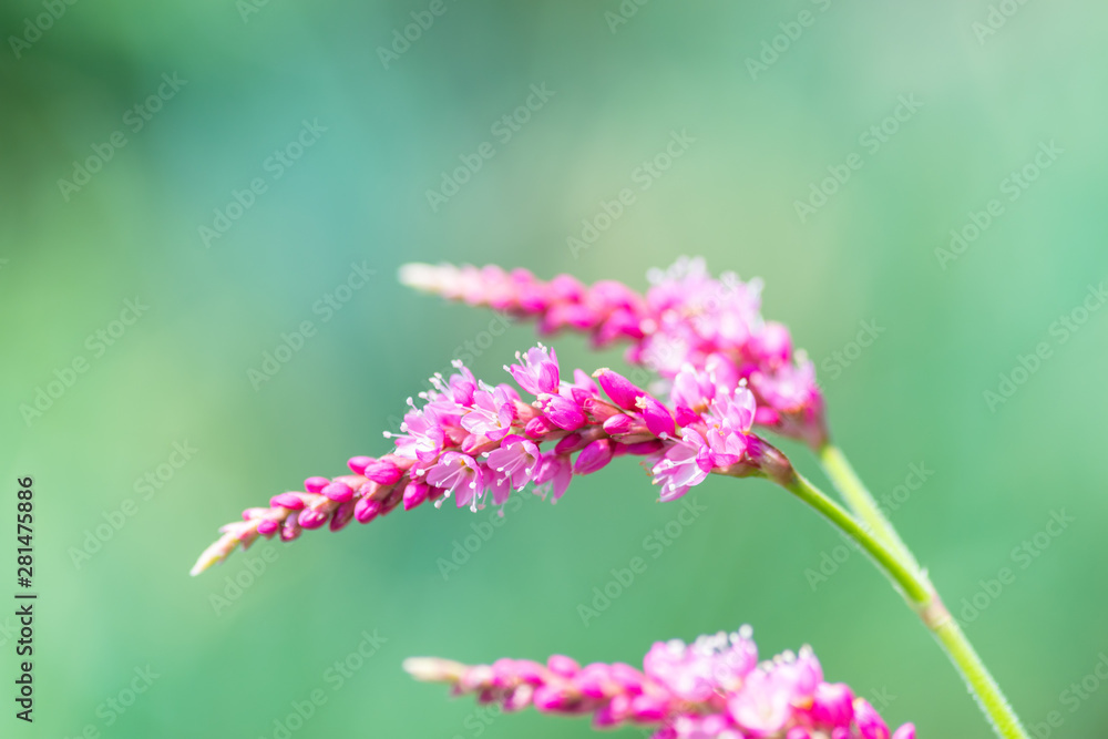 Obraz premium オオケタデの花