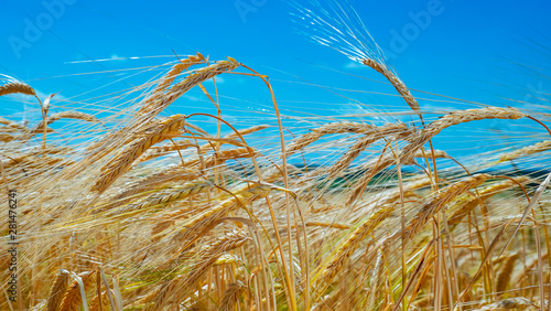 wheat  field  agriculture  grain  crop  sky  summer  harvest  cereal  farm  nature  ear  plant  yellow  blue  food  corn  golden  ripe  rye  rural  bread  gold  seed  landscape