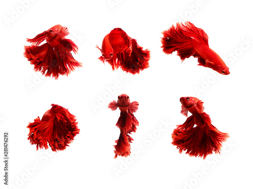 red color of Siamese fighting fish betta Thailand fish movement on white background